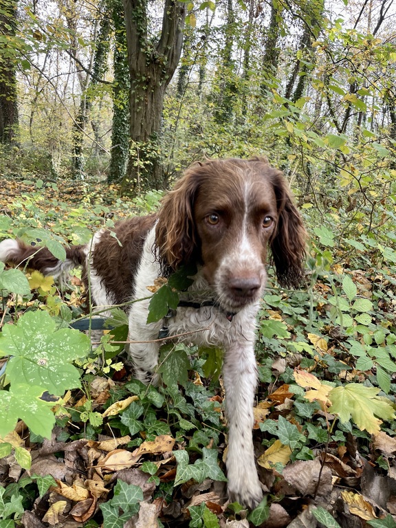 Qika, the Springer Spaniel (8Years)