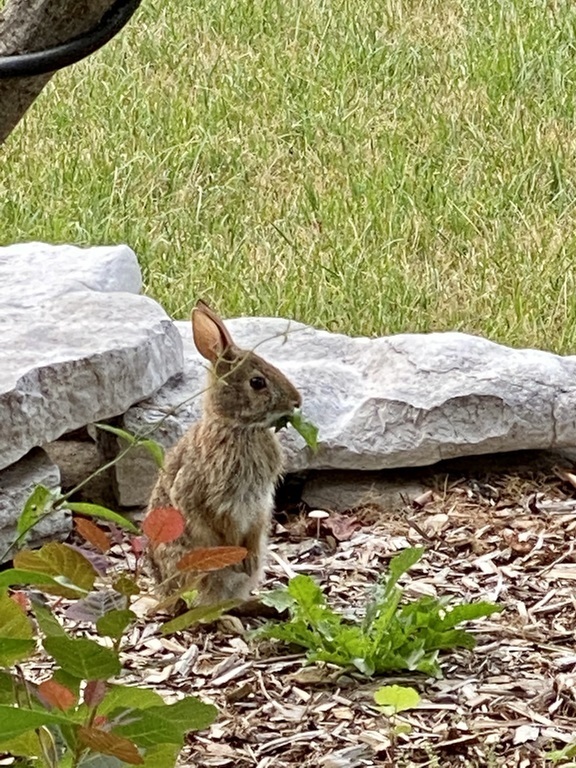front garden visitor