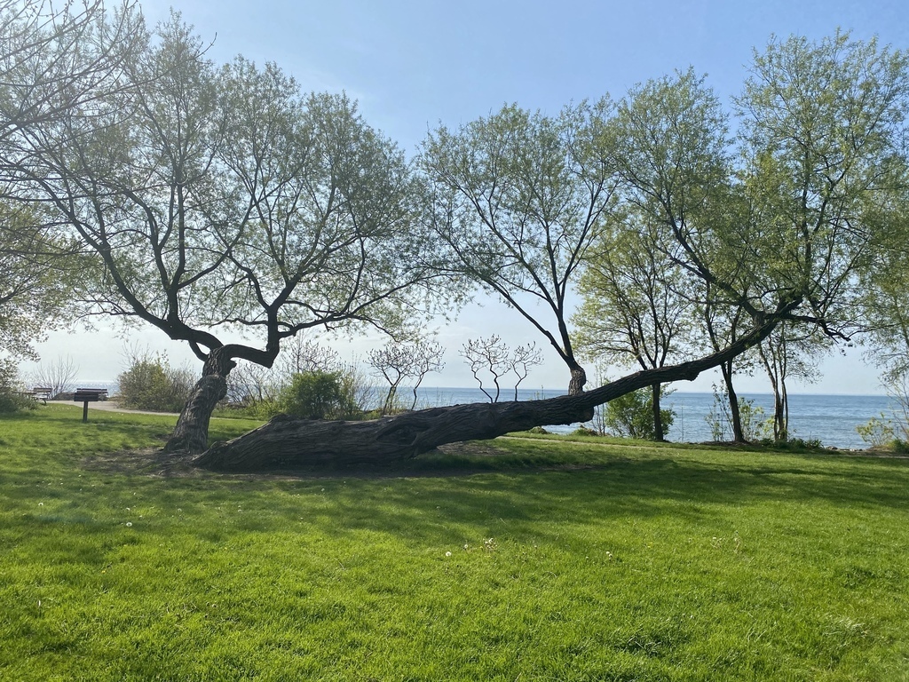 Park and Lake Ontario walking distance from our home