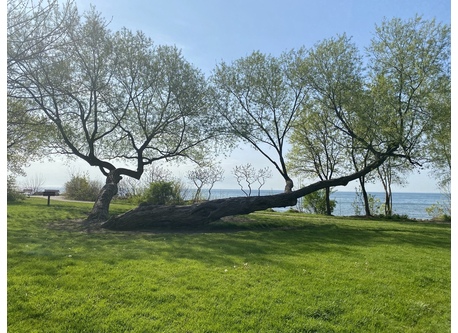 Park and Lake Ontario walking distance from our home