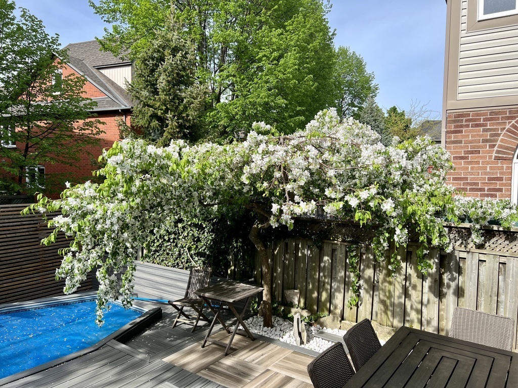 back garden with a pool