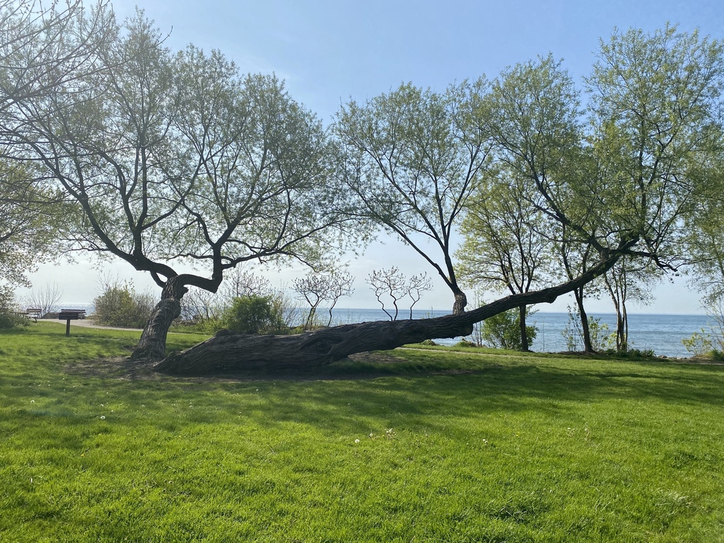 Park and Lake Ontario walking distance from our home