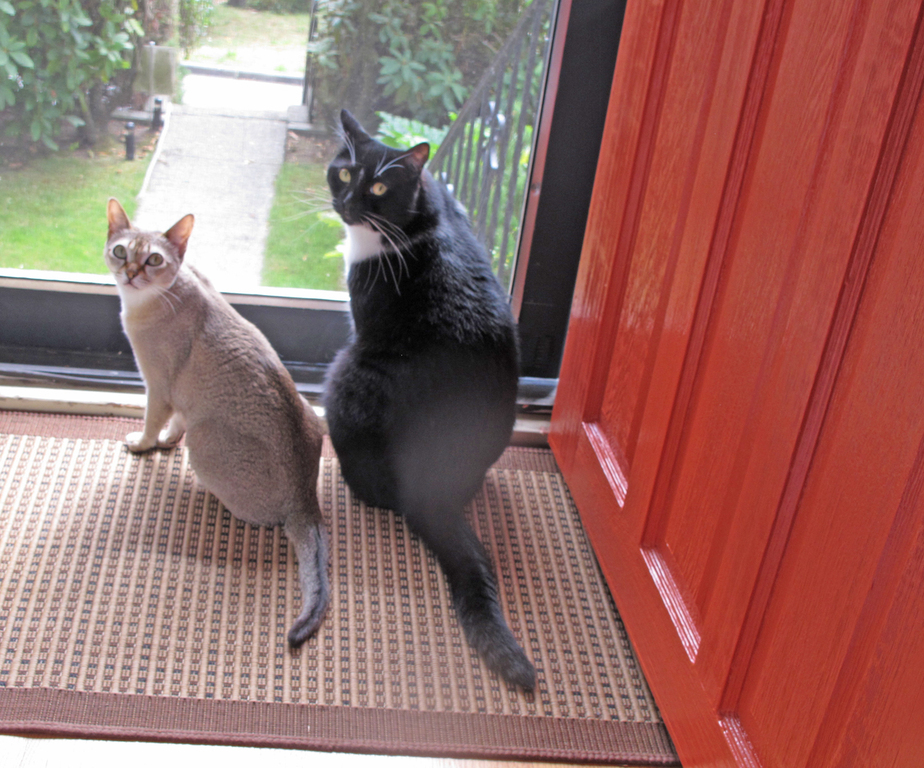 Sophie and Jasper, our cats