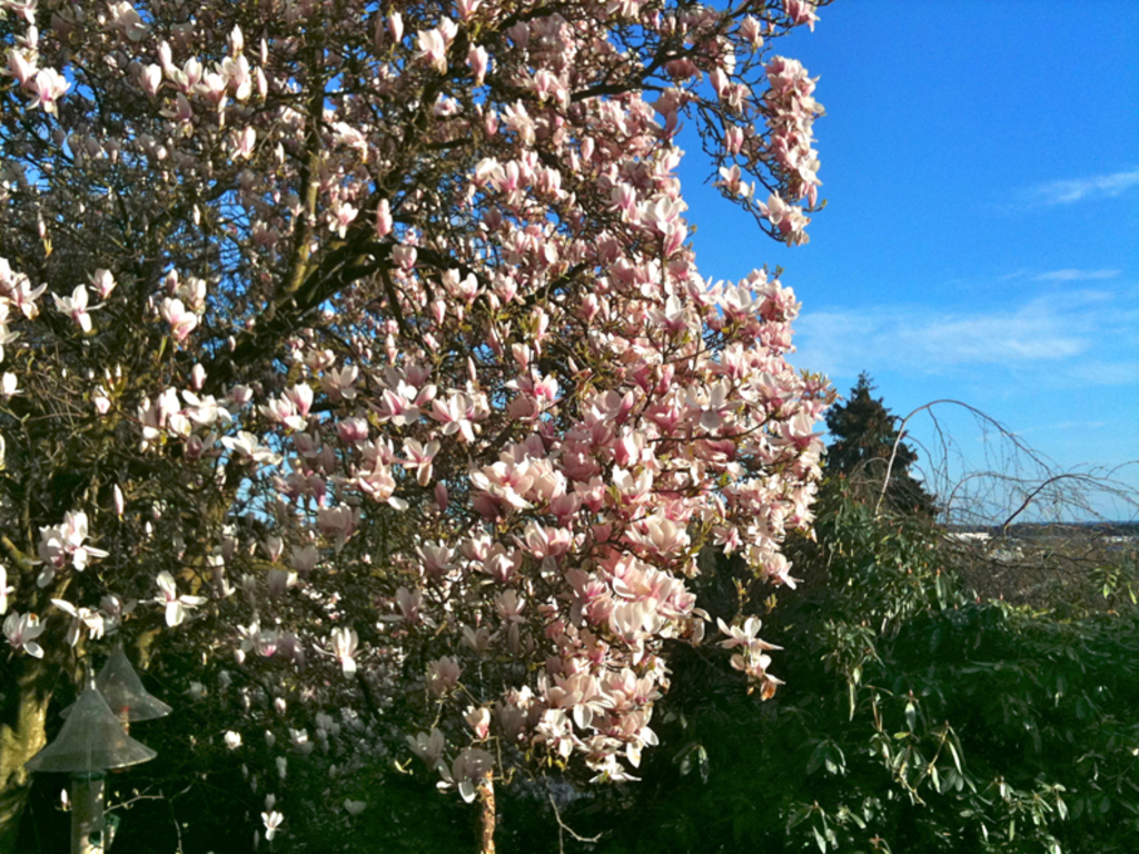 Spring in Vancouver is full of blooms- like our magnolia tree