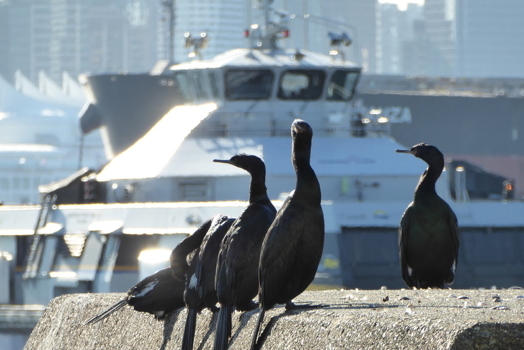 Cormorants near a SeaBus, a 400-person ferry to downtown Vancouver. Photo in North Vancouver, 5 km from our home.