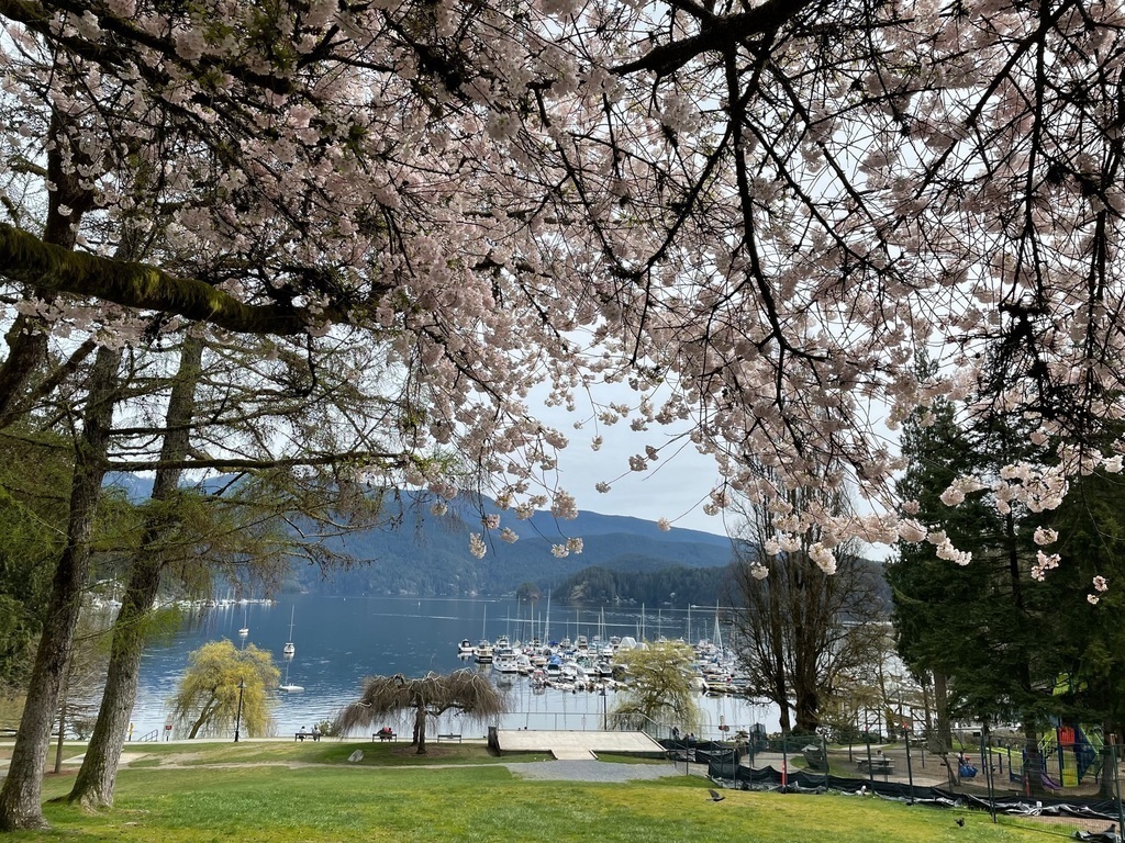 Deep Cove in spring, at Panorama Park, 11 km from our home.