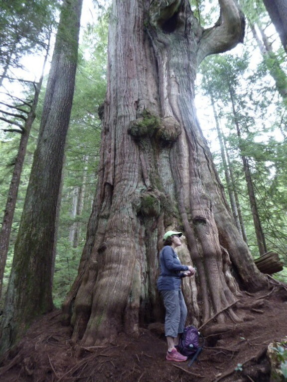 Big Cedar Tree in Lynn Headwaters Park, on a forest hike 8 km from our home