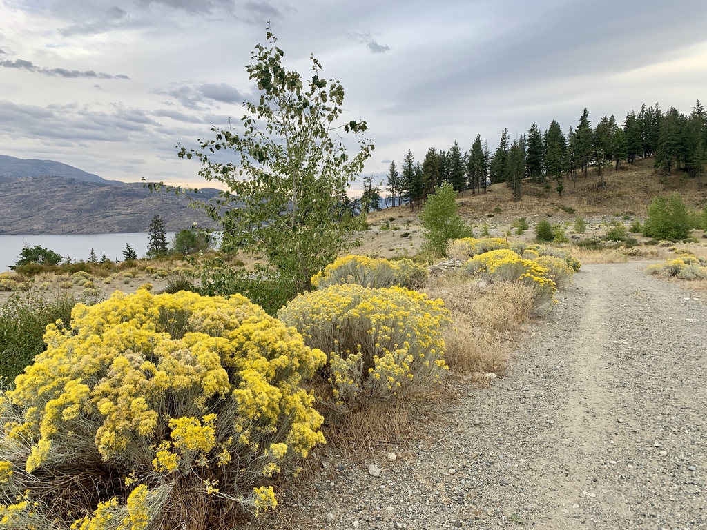 trail just outside of our home