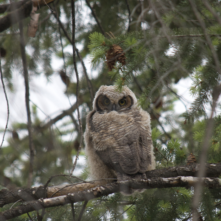 A baby Bighorned owl