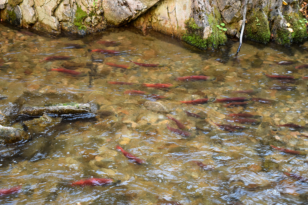 Salmon run at Hardy Falls, September through mid October