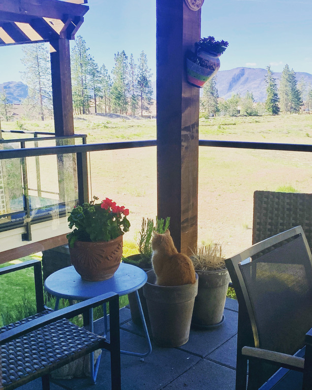 Charlie on the front patio