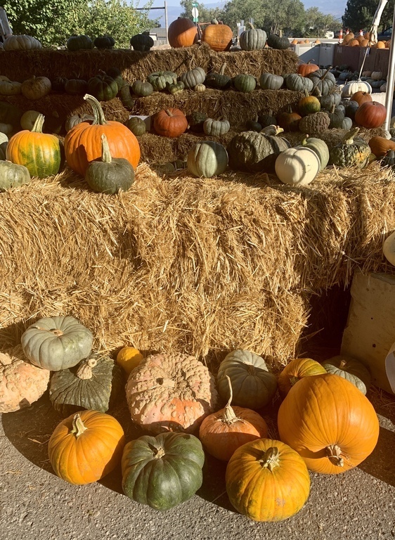 Farmers market in the fall