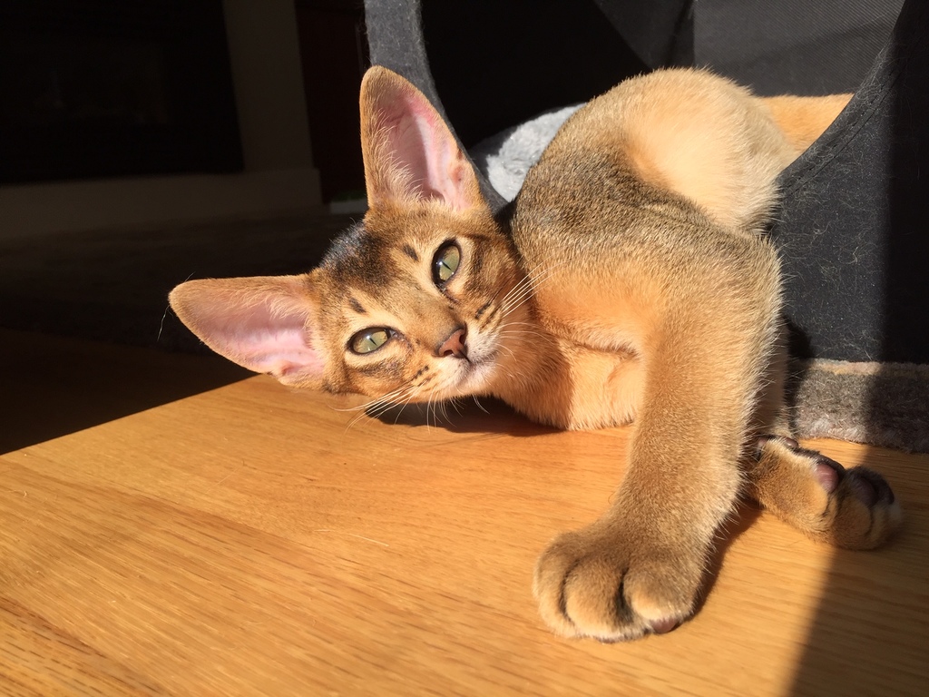 Louie - our 4 yr old Abyssinian cat