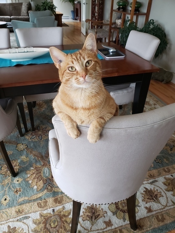 Felix - our 9 yr old ginger tabby cat