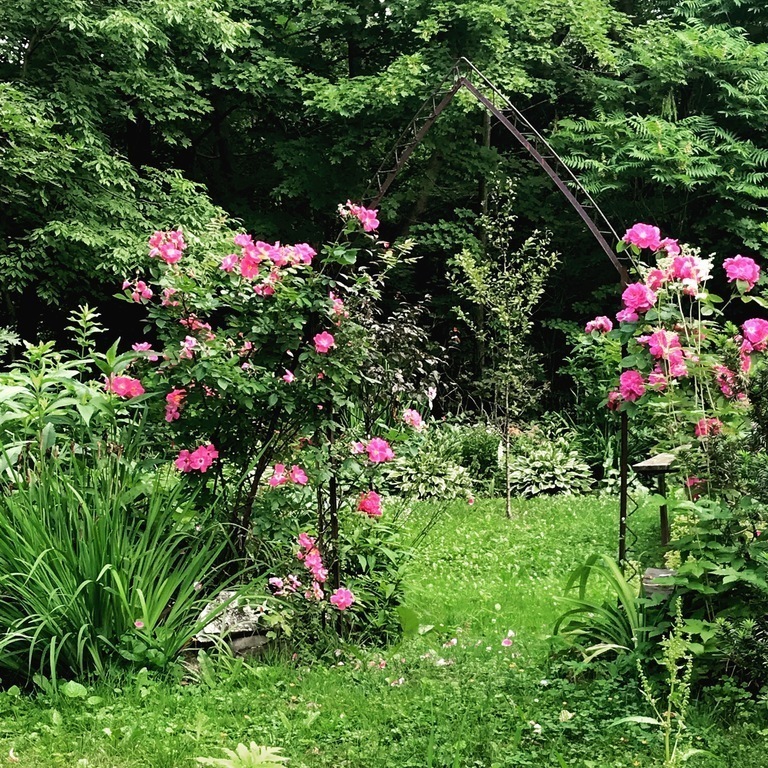 An area of the garden.  