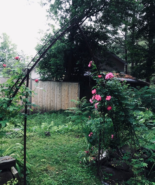 Roses in the back yard
