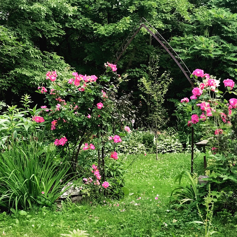 An area of the garden.  