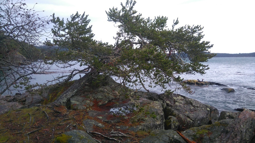 East Sooke Park - one hour drive away, gives a person a sense of the open Pacific.
