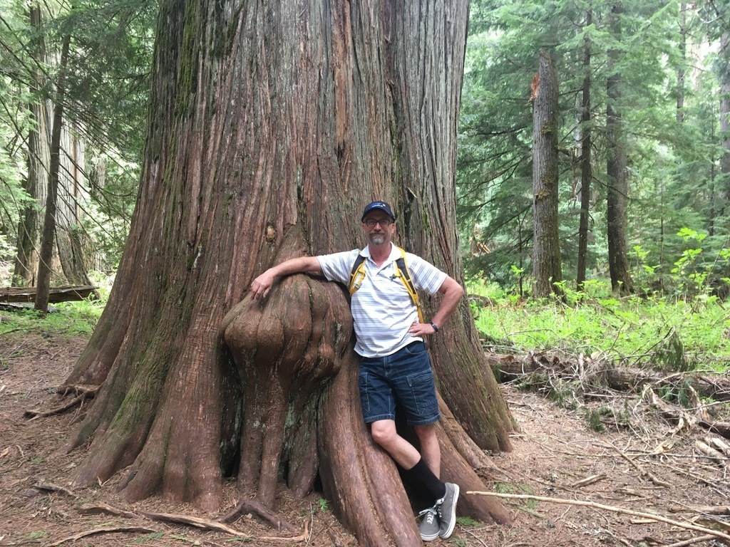Some of the trees that can be found in the forest trails in the region.