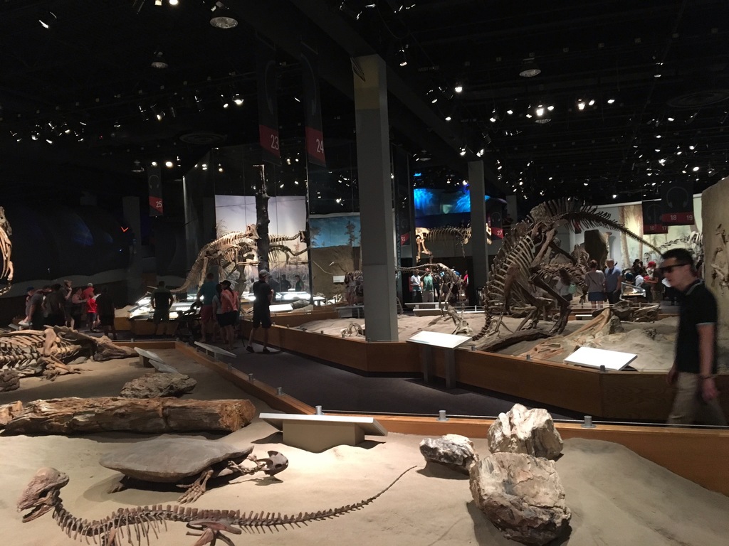 UNESCO Royal Tyrell Dinosaur museum.  146km drive (1.5 hour) .