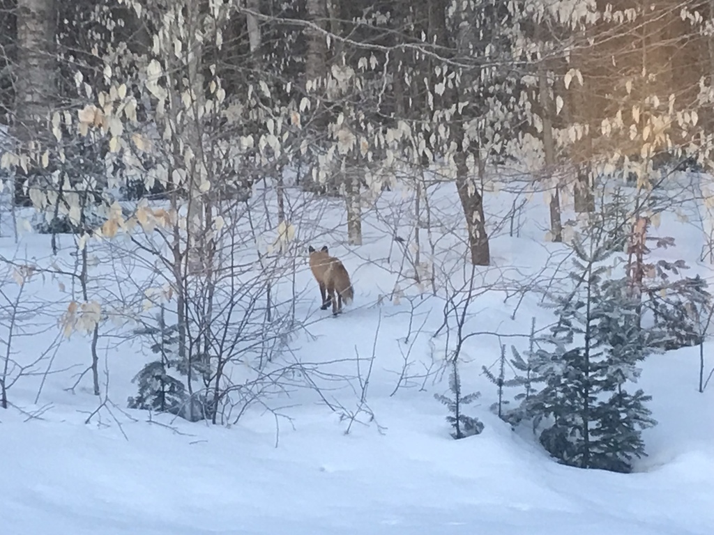 un renard dans notre cour arrière