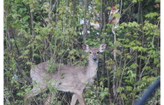 cerfs à l orée de notre forêt