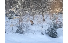 un renard dans notre cour arrière