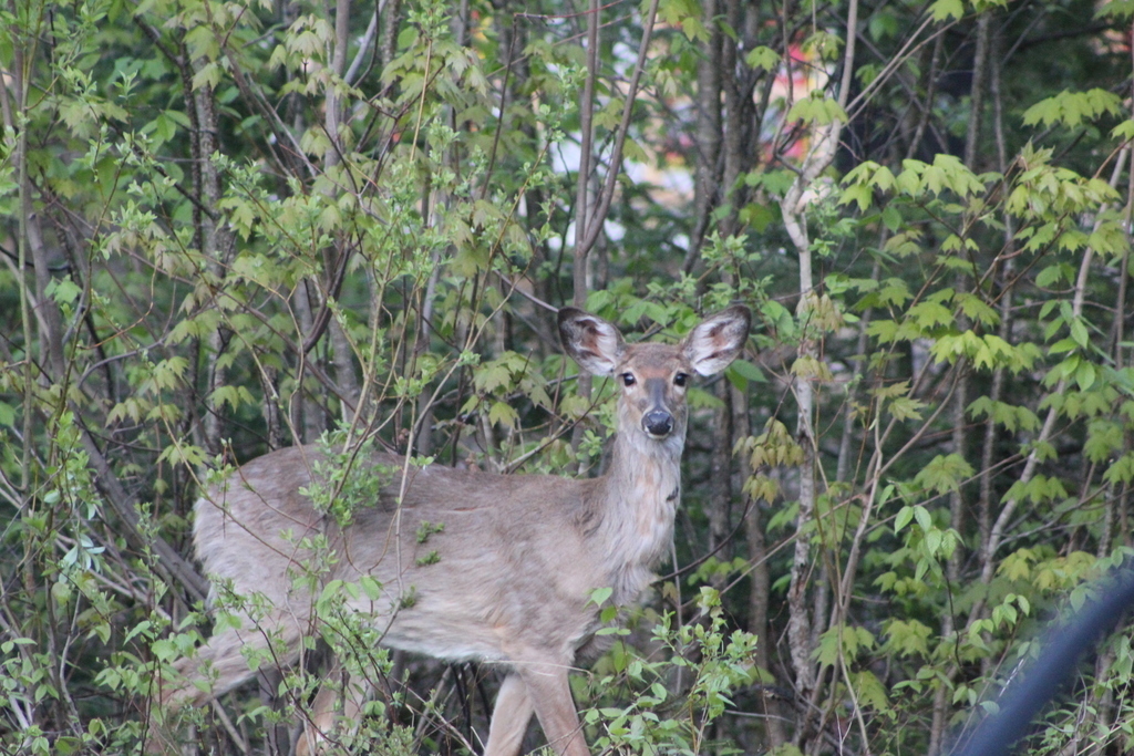 cerfs à l orée de notre forêt