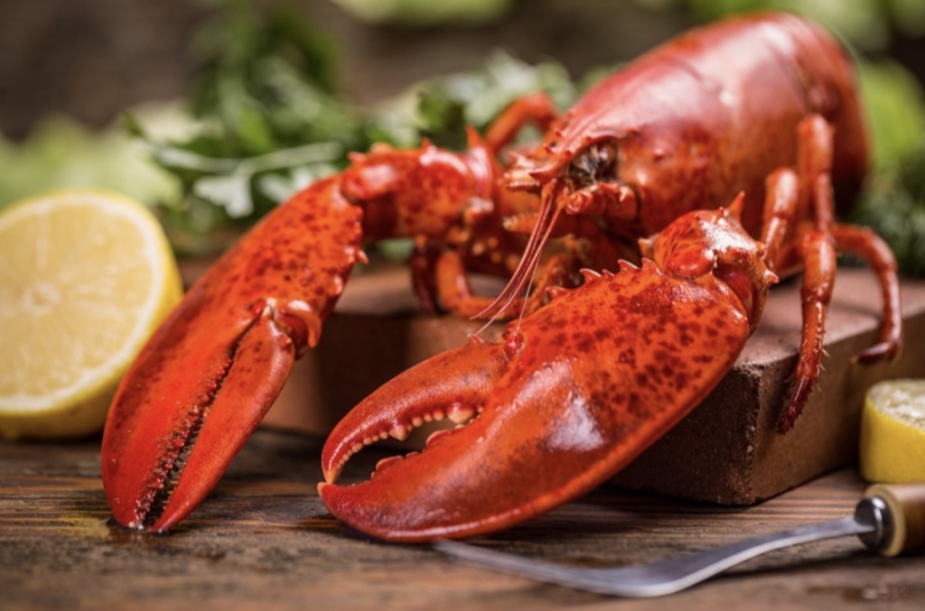 le homard d'Atlantique, une spécialité de la région.
