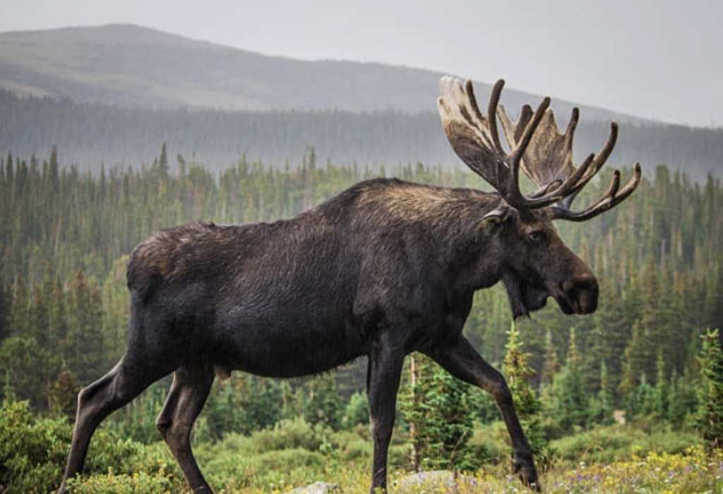 Il n'est pas rare de rencontrer ce timide roi de nos vastes forêts.