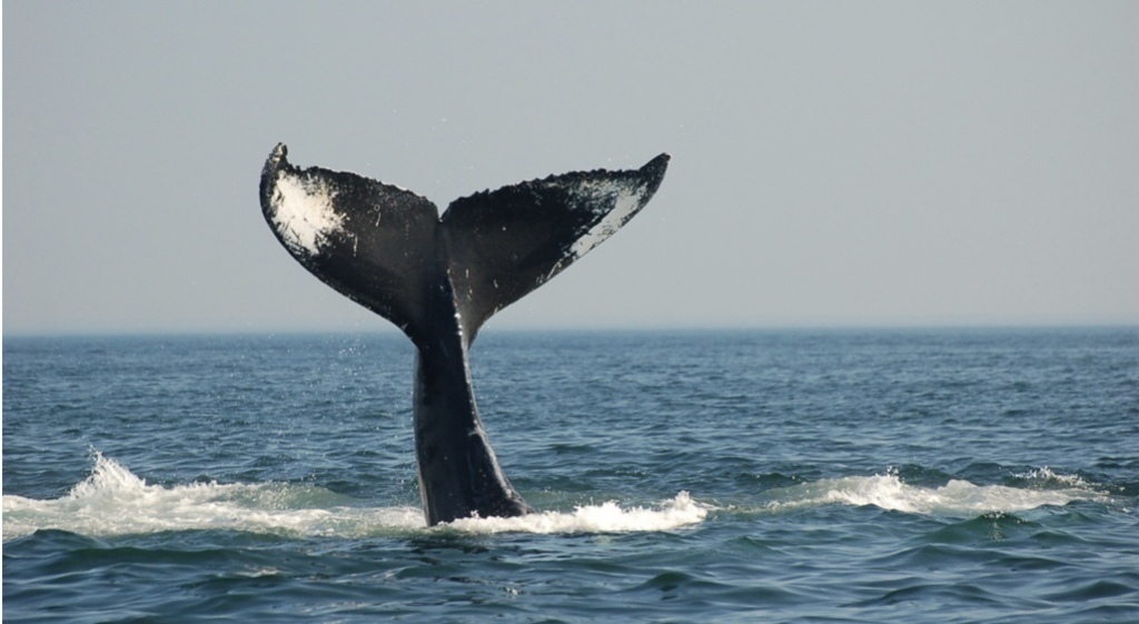 observation de baleine