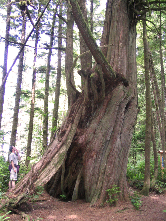 One of many large old-growth trees on Vancouver Island