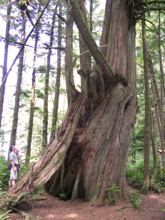 One of many large old-growth trees on Vancouver Island