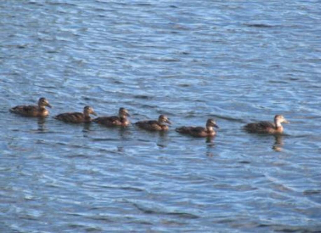 La nature, près de la maison