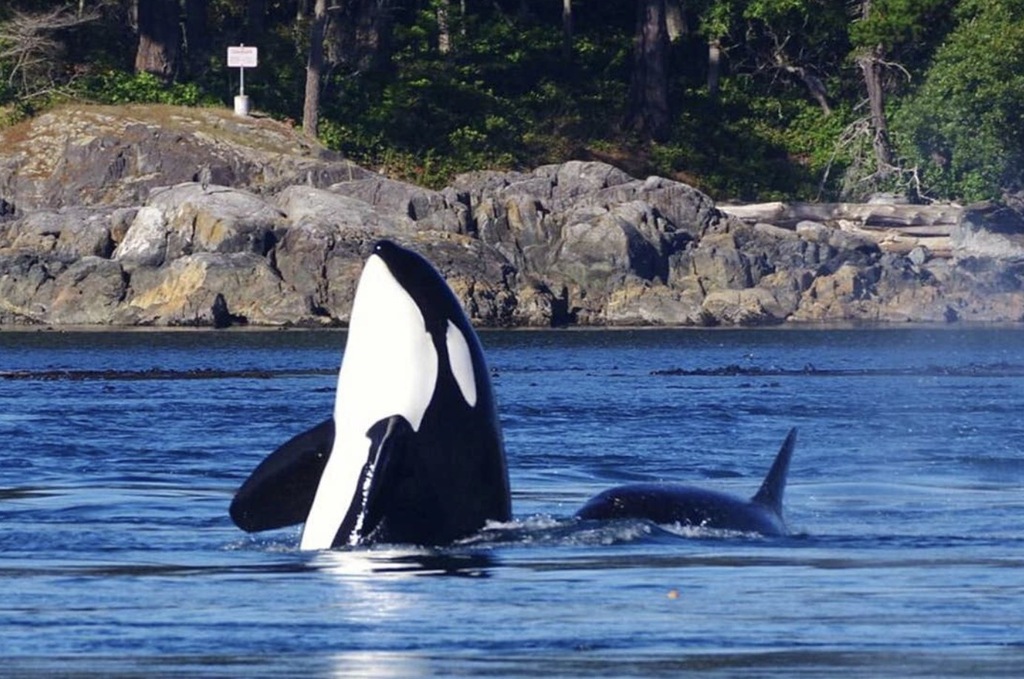 Orca whales in Sooke Harbour.  Whale watching tours available all year.