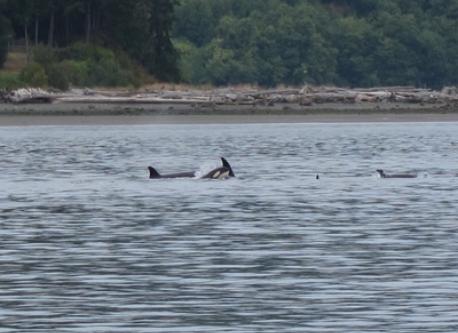Orca whales