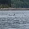 Orca whales