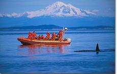 Whale watching is a popular tourist activity