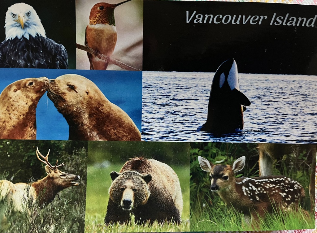 Lots of wildlife close by - except for bears! 