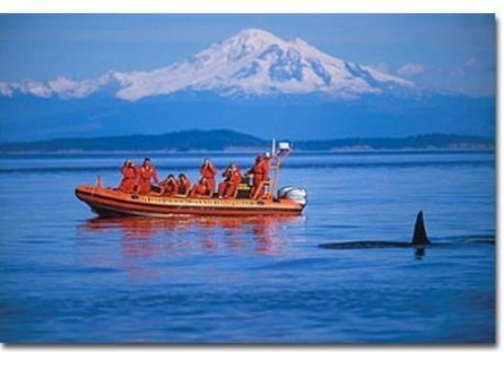 Whale watching is a popular tourist activity