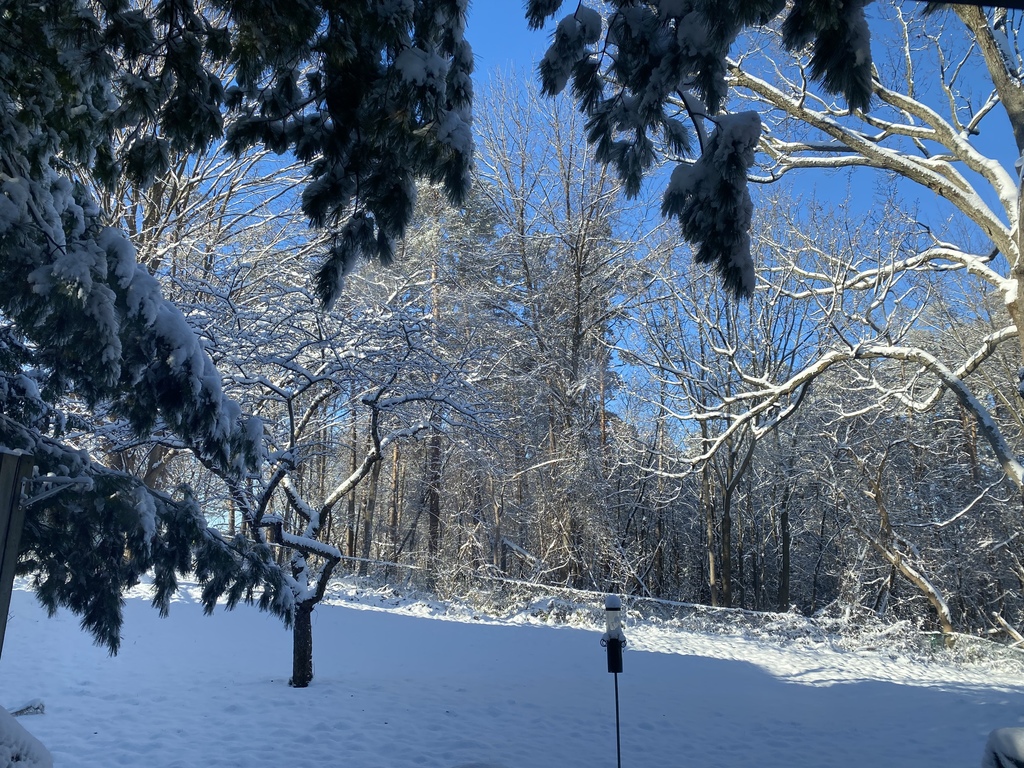 Backyard in winter 