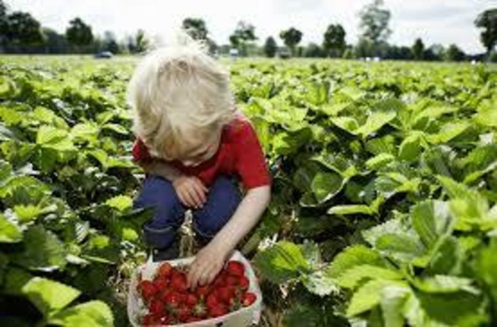 Pick-your-own berry farms nearby