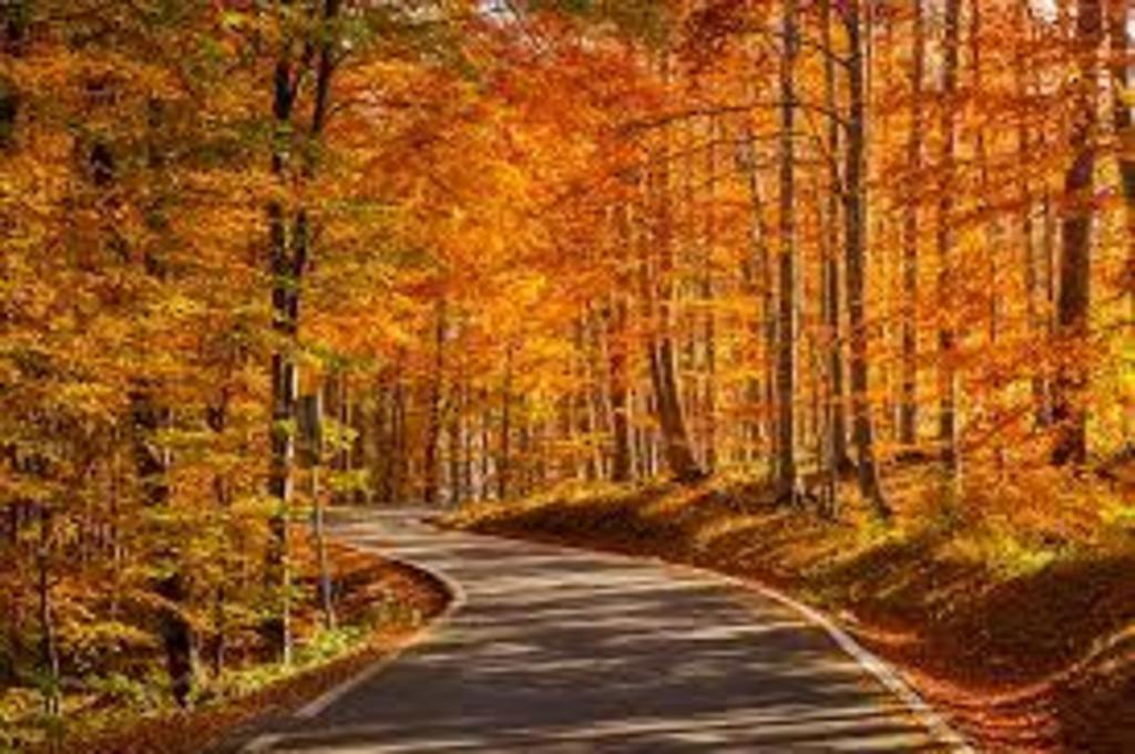 Gorgeous Fall colours in September and early October 