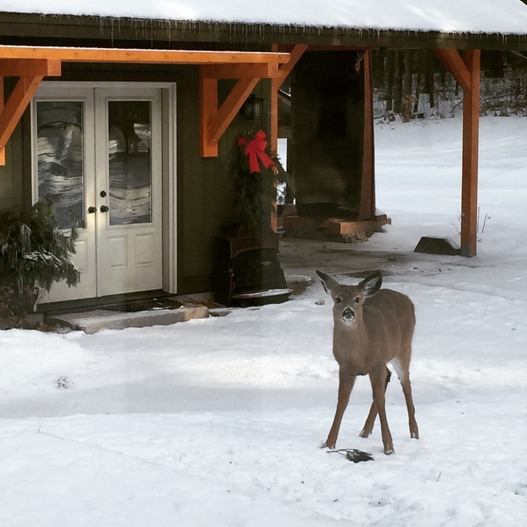 a winter visitor in front of the studio