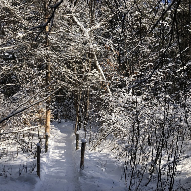 Trails through the backwoods 