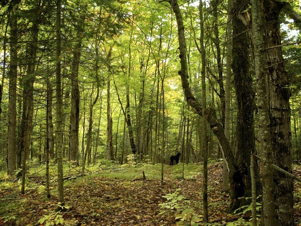 Path through the woods behind cottage