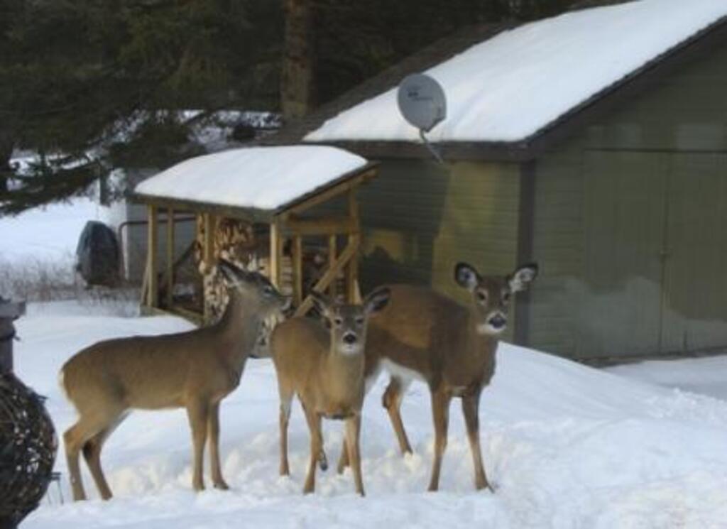 Watching the deer from the sunroom