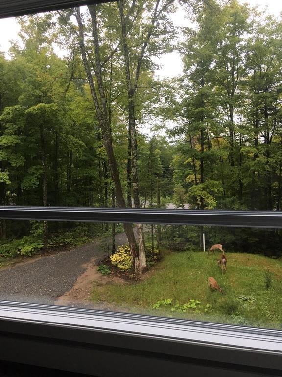 Neighbourhood wildlife