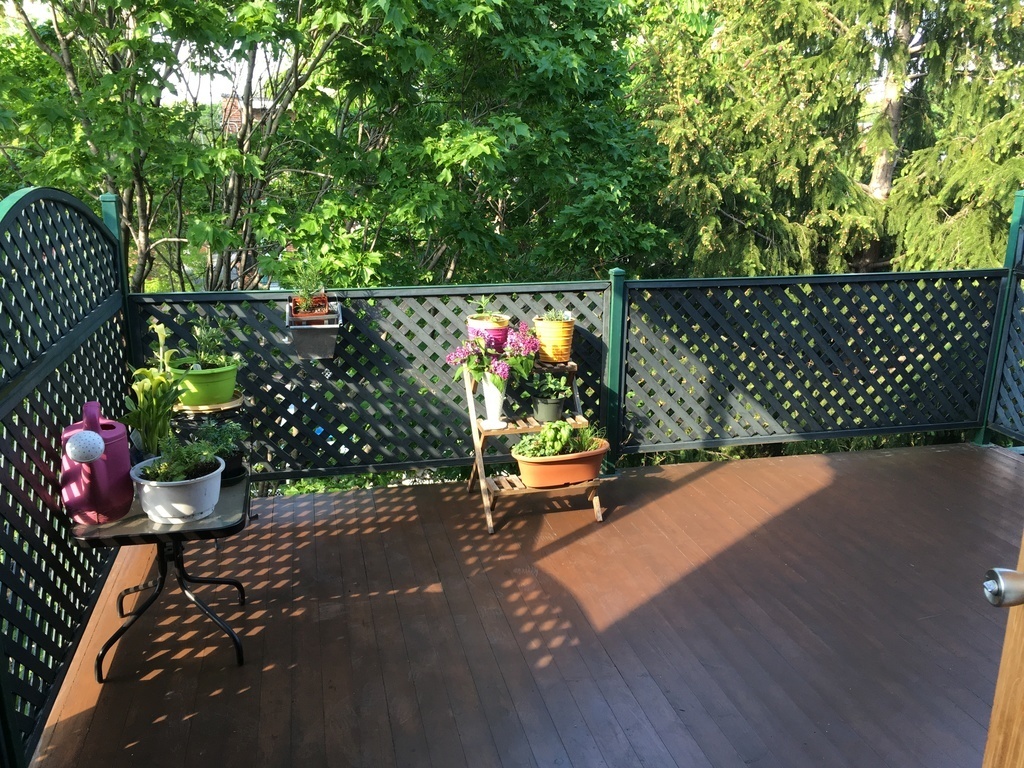 Terrace surrounded by trees / Terrasse entourée d'arbres