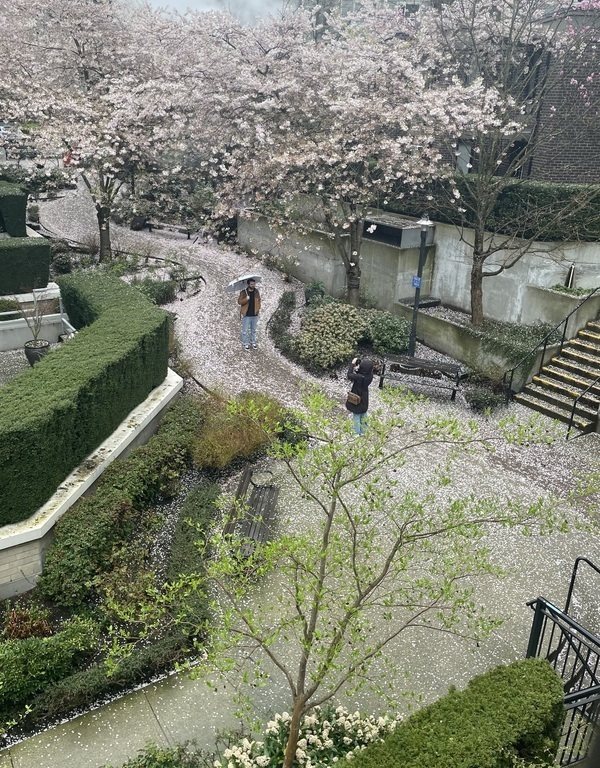 The view from our bedroom.  Cherry blossoms after a rain.  This is the pathway to our front door.